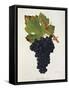 Petit Bouschet Grape-J. Troncy-Framed Stretched Canvas