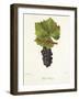 Petit Gamay Grape-J. Troncy-Framed Giclee Print