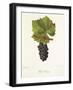 Petit Gamay Grape-J. Troncy-Framed Giclee Print