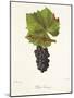 Petit Gamay Grape-J. Troncy-Mounted Giclee Print