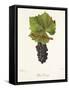 Petit Gamay Grape-J. Troncy-Framed Stretched Canvas