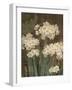 Petit Jardin Narcissus-Pamela Gladding-Framed Art Print