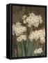 Petit Jardin Narcissus-Pamela Gladding-Framed Stretched Canvas