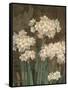 Petit Jardin Narcissus-Pamela Gladding-Framed Stretched Canvas