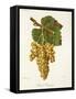 Petit Manseng Grape-J. Troncy-Framed Stretched Canvas