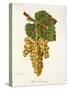 Petit Manseng Grape-J. Troncy-Stretched Canvas