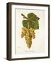 Petit Manseng Grape-J. Troncy-Framed Giclee Print