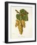 Petit Manseng Grape-J. Troncy-Framed Giclee Print