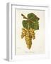 Petit Manseng Grape-J. Troncy-Framed Giclee Print