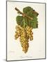 Petit Manseng Grape-J. Troncy-Mounted Giclee Print