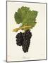 Petit Noir Grape-J. Troncy-Mounted Giclee Print