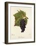 Petit Paugayen Grape-J. Troncy-Framed Giclee Print