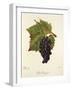 Petit Paugayen Grape-J. Troncy-Framed Giclee Print