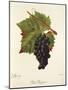 Petit Paugayen Grape-J. Troncy-Mounted Giclee Print