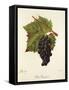 Petit Paugayen Grape-J. Troncy-Framed Stretched Canvas