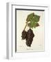 Petit Ribier Grape-J. Troncy-Framed Giclee Print