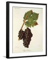 Petit Ribier Grape-J. Troncy-Framed Giclee Print