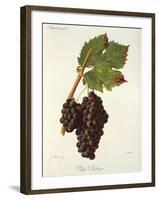 Petit Ribier Grape-J. Troncy-Framed Giclee Print