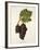 Petit Ribier Grape-J. Troncy-Framed Giclee Print