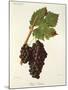 Petit Ribier Grape-J. Troncy-Mounted Giclee Print