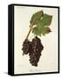 Petit Ribier Grape-J. Troncy-Framed Stretched Canvas