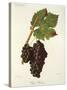 Petit Ribier Grape-J. Troncy-Stretched Canvas