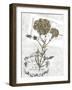 Petite Beaute II-null-Framed Art Print