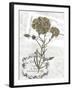 Petite Beaute II-null-Framed Art Print