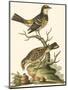 Petite Bird Study III-George Edwards-Mounted Art Print