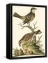 Petite Bird Study III-George Edwards-Framed Stretched Canvas