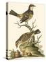 Petite Bird Study III-George Edwards-Stretched Canvas
