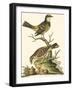 Petite Bird Study III-George Edwards-Framed Art Print