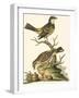 Petite Bird Study III-George Edwards-Framed Art Print