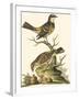 Petite Bird Study III-George Edwards-Framed Art Print