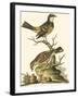 Petite Bird Study III-George Edwards-Framed Art Print