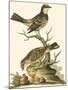 Petite Bird Study III-George Edwards-Mounted Art Print