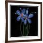 Petite Bleu-Jocelyne Anderson-Tapp-Framed Giclee Print