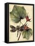 Petite Dragonflies I-Vision Studio-Framed Stretched Canvas