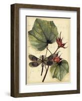 Petite Dragonflies I-Vision Studio-Framed Art Print