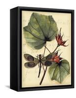 Petite Dragonflies I-Vision Studio-Framed Stretched Canvas