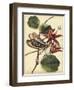 Petite Dragonflies III-Vision Studio-Framed Art Print