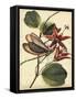 Petite Dragonflies III-Vision Studio-Framed Stretched Canvas