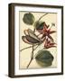 Petite Dragonflies III-Vision Studio-Framed Art Print