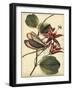 Petite Dragonflies III-Vision Studio-Framed Art Print