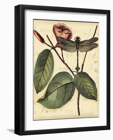 Petite Dragonflies IV-Vision Studio-Framed Art Print