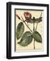 Petite Dragonflies IV-Vision Studio-Framed Art Print