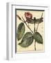 Petite Dragonflies IV-Vision Studio-Framed Art Print