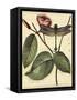 Petite Dragonflies IV-Vision Studio-Framed Stretched Canvas