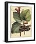Petite Dragonflies VI-Vision Studio-Framed Art Print