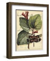 Petite Dragonflies VI-Vision Studio-Framed Art Print